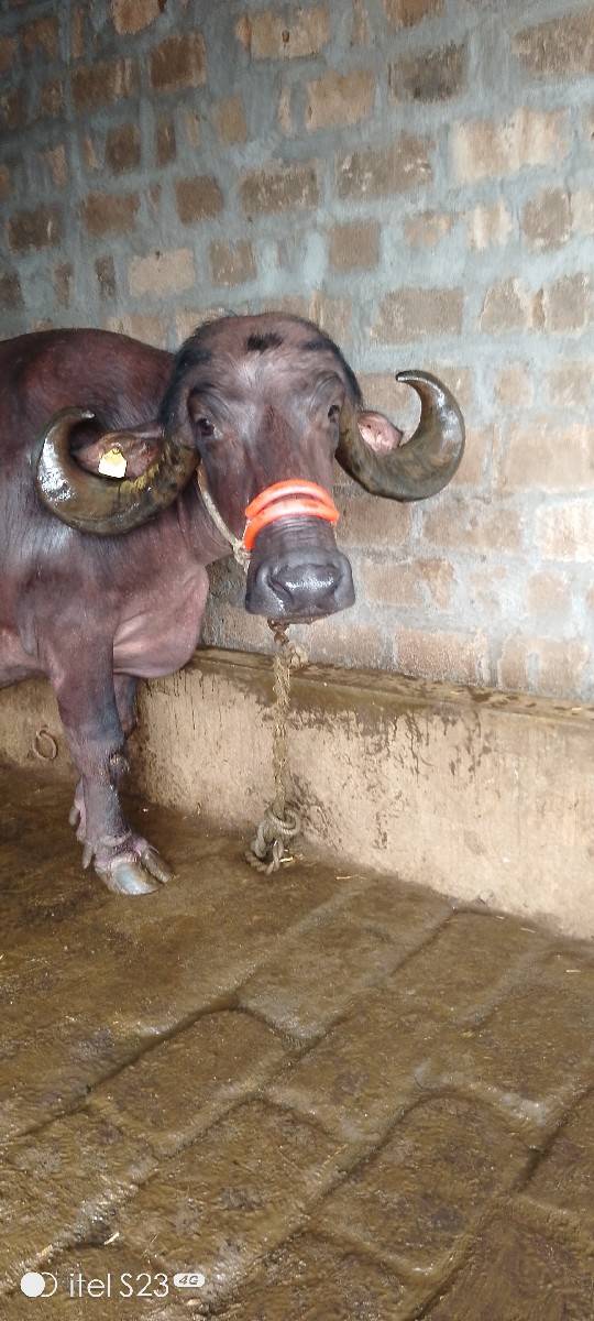 ભેંશ વેસવા ની છે