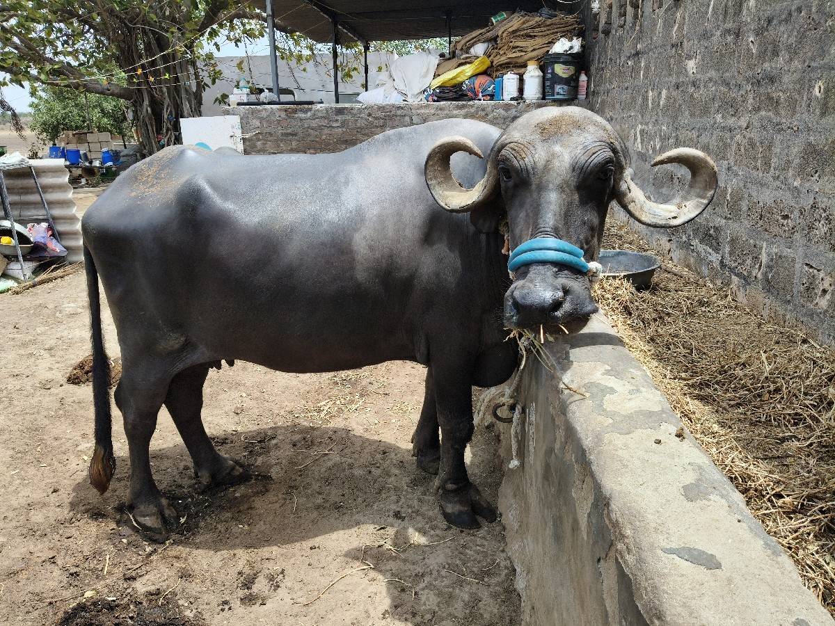 ભેંસ વેચવાની છે