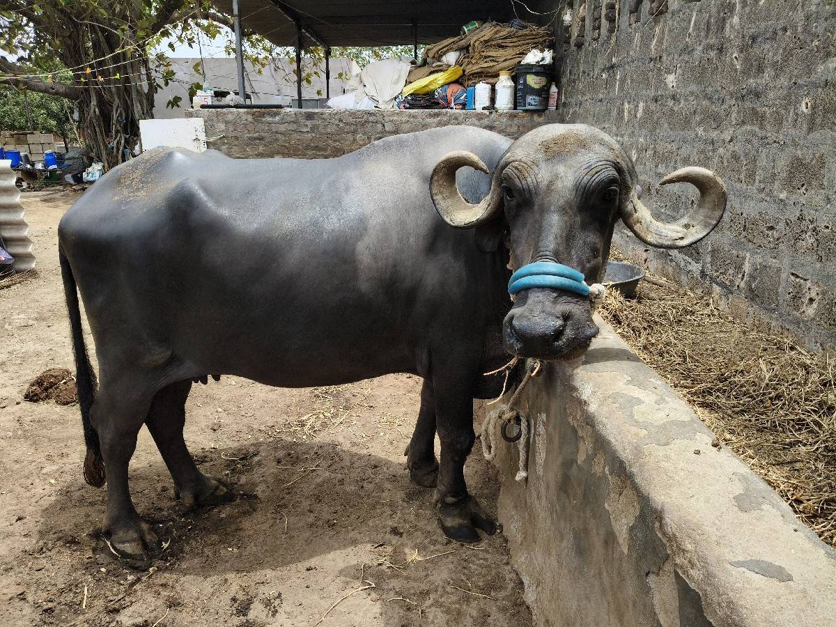 ભેંસ વેચવાની છે