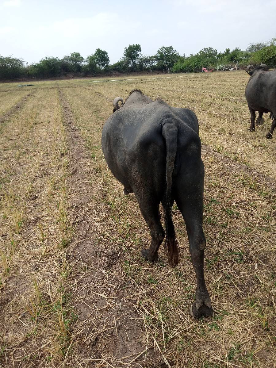 વેચવામાં