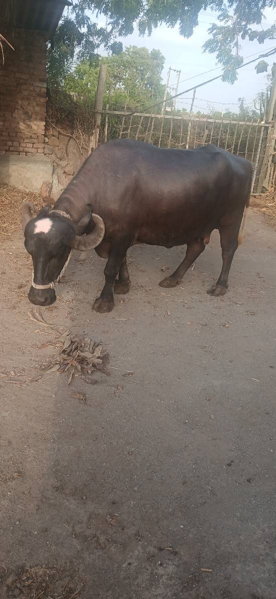 ભેંસ વેચવાની છે