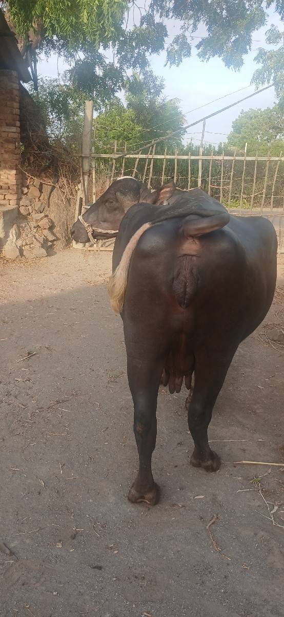 ભેંસ વેચવાની છે