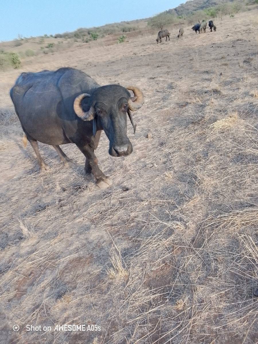 ભેંશ વેચવા ની છે