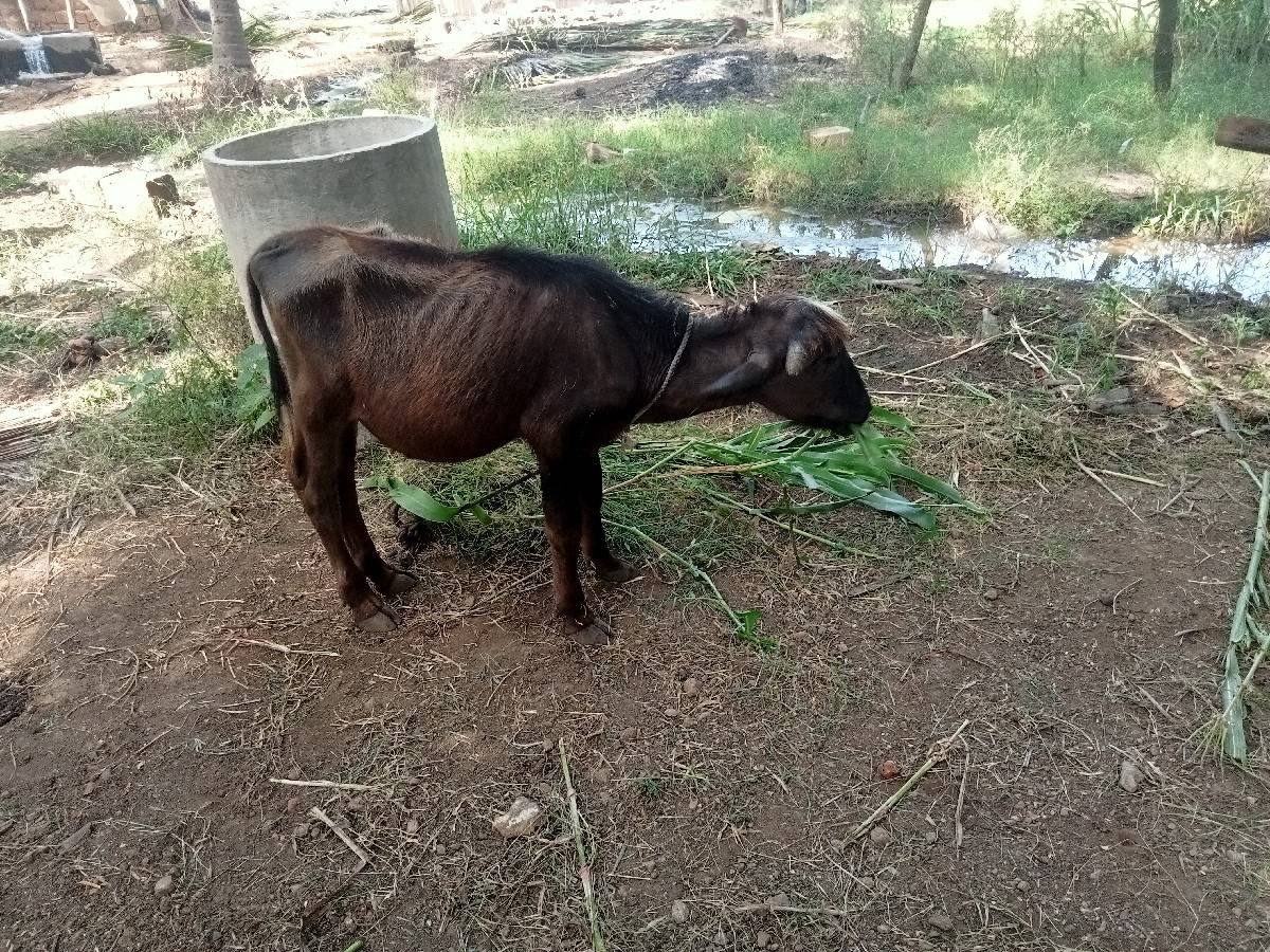પાડી અને પાડો દેવાના છે