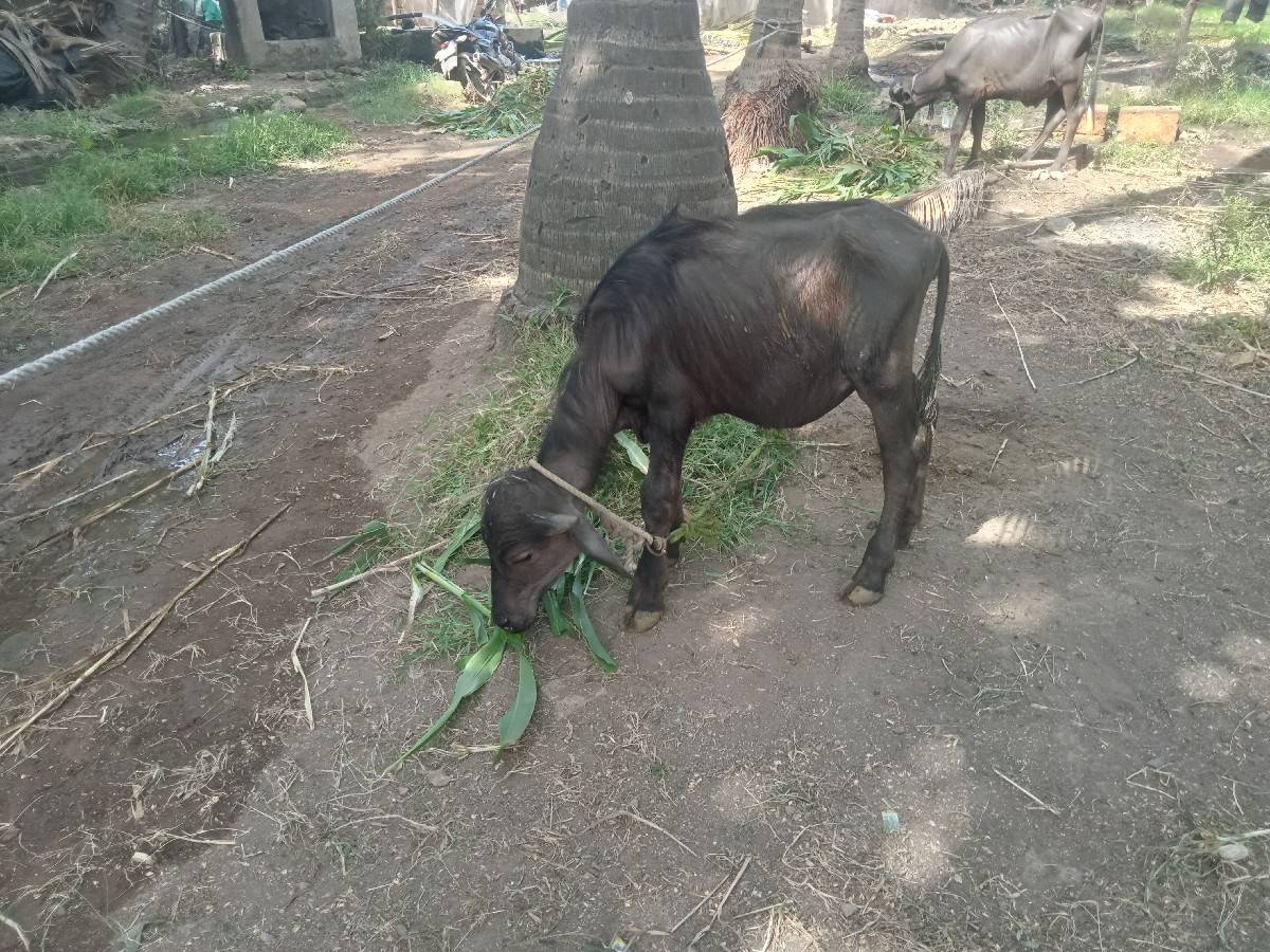 પાડી અને પાડો દેવાના છે