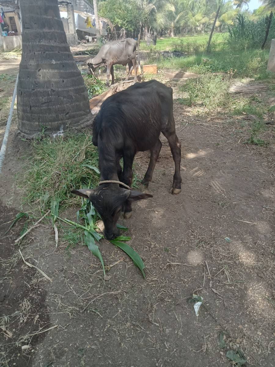 પાડી અને પાડો દેવાના છે