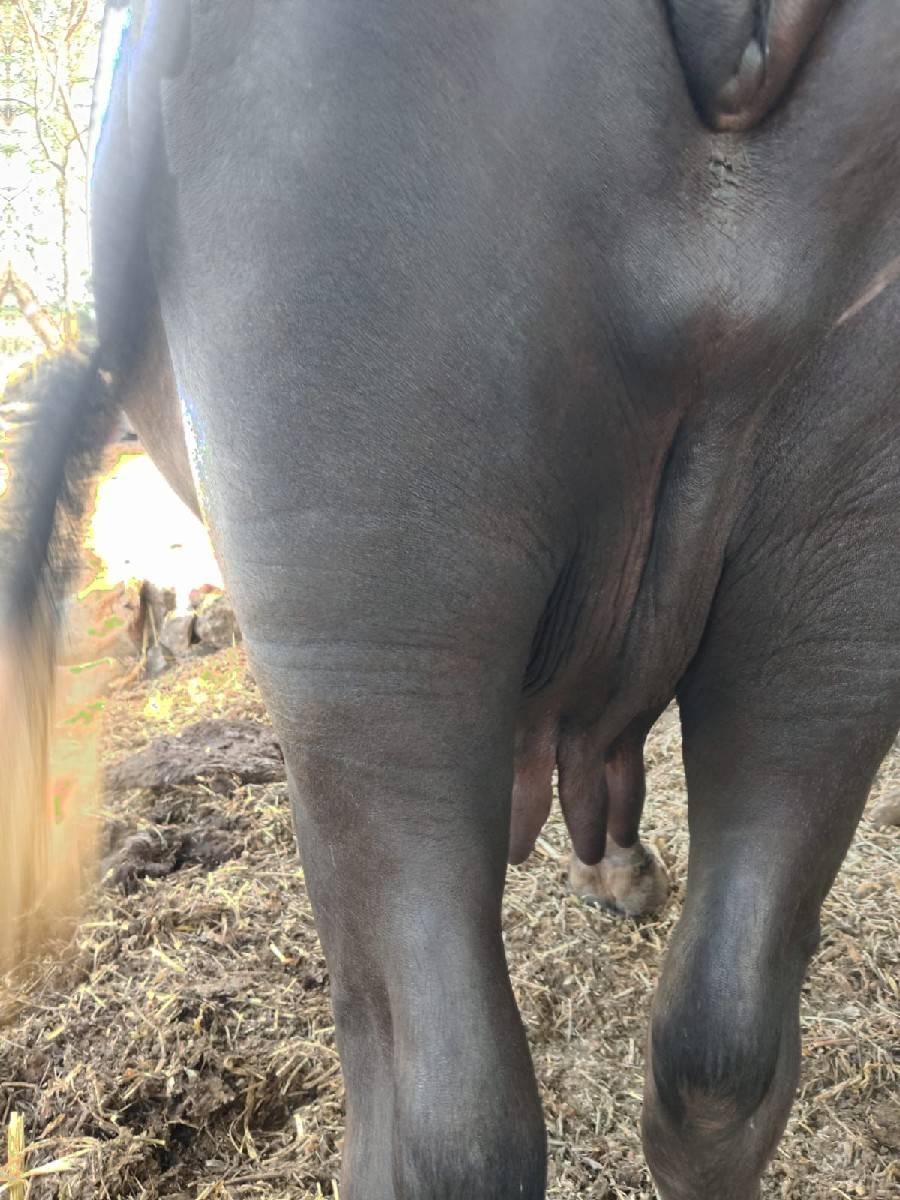 ભેસ વેચવાની છે