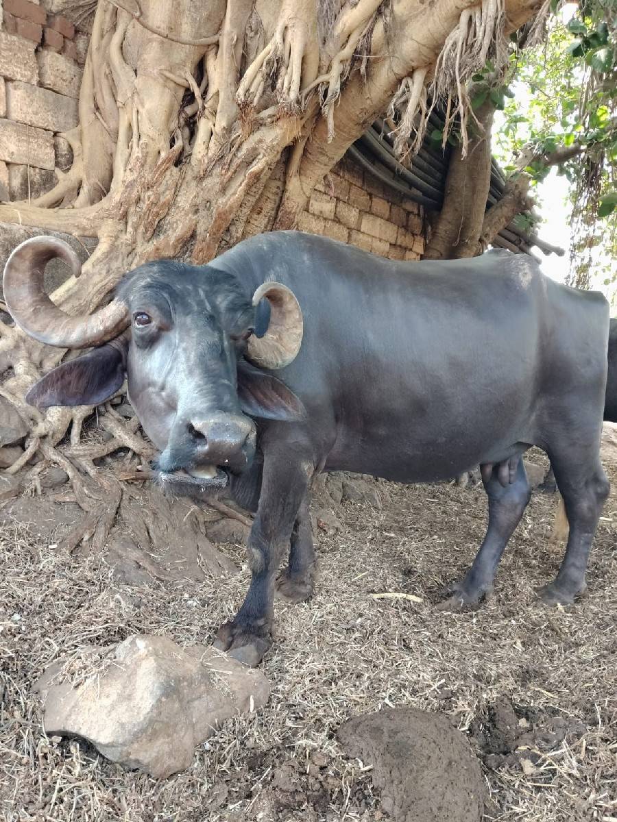 ભેસ વેચવાની છે
