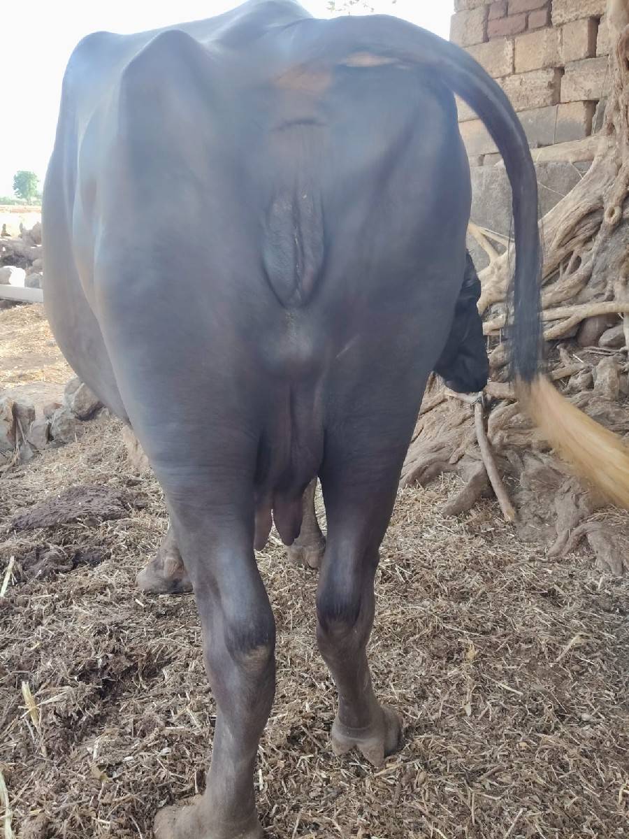 ભેસ વેચવાની છે