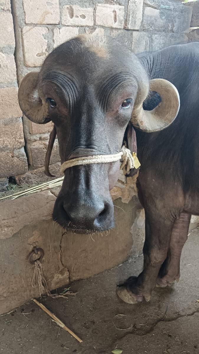 ભેંસ વેચવાની છે