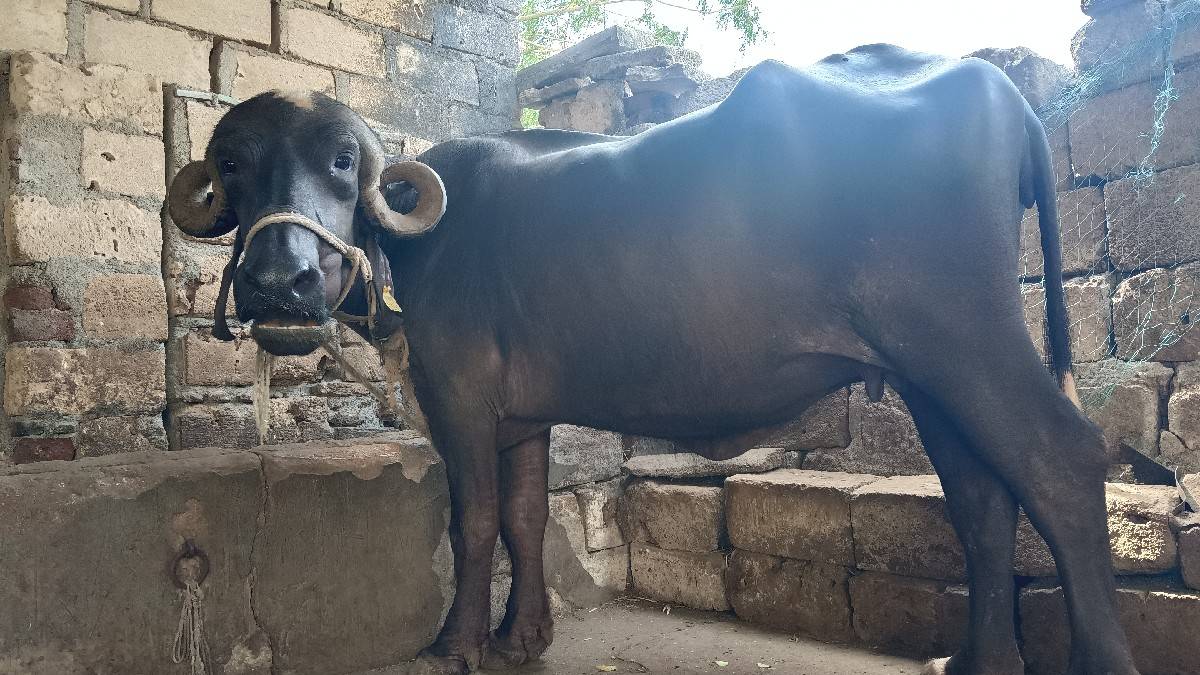 ભેંસ વેચવાની છે