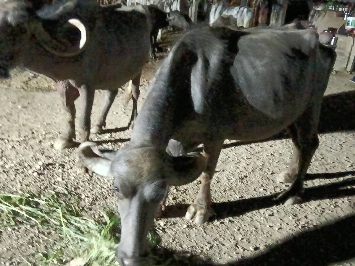 પેલવેતરી ખડેલિ વેચવાની છે
