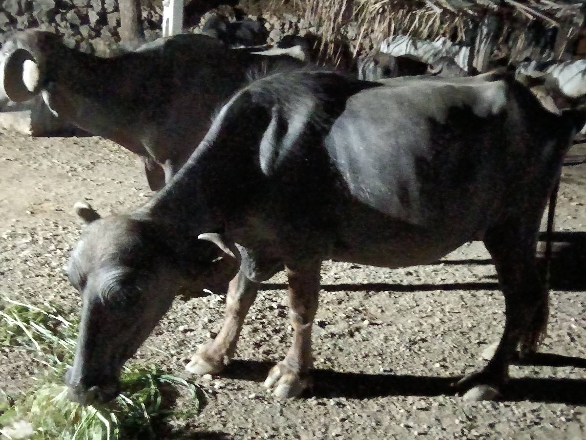 પેલવેતરી ખડેલિ વેચવાની છે