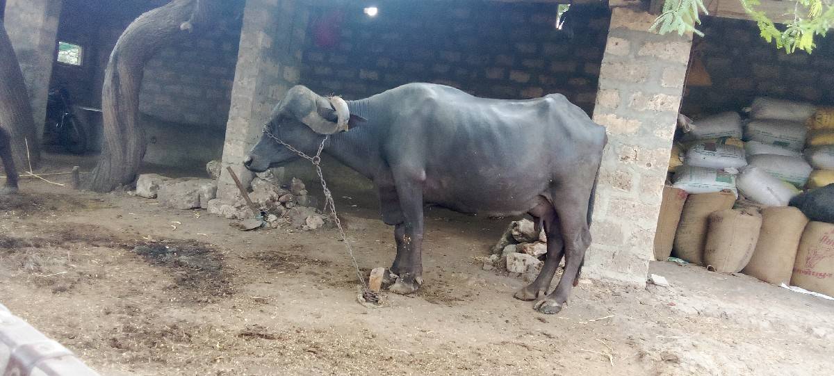 ભેંશ વેચવા નિ છે. l