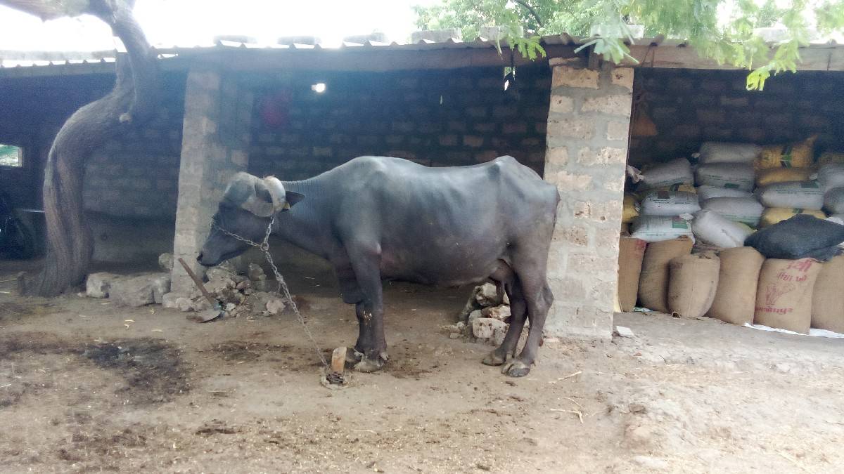 ભેંશ વેચવા નિ છે. l