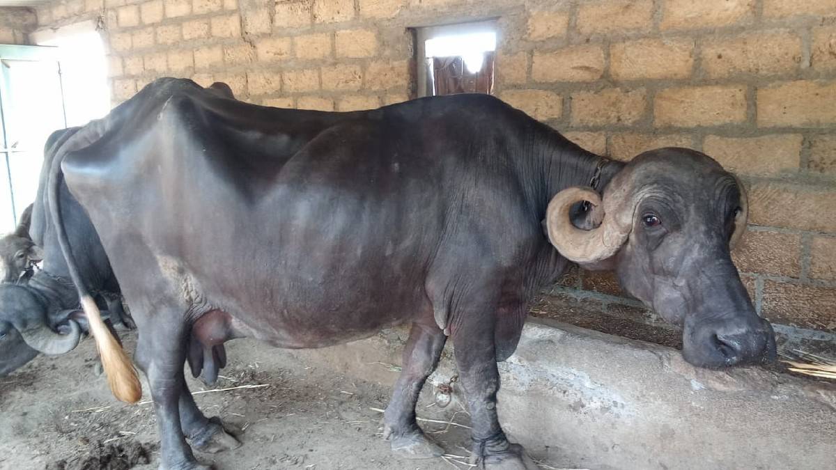 સોમાતવસરા