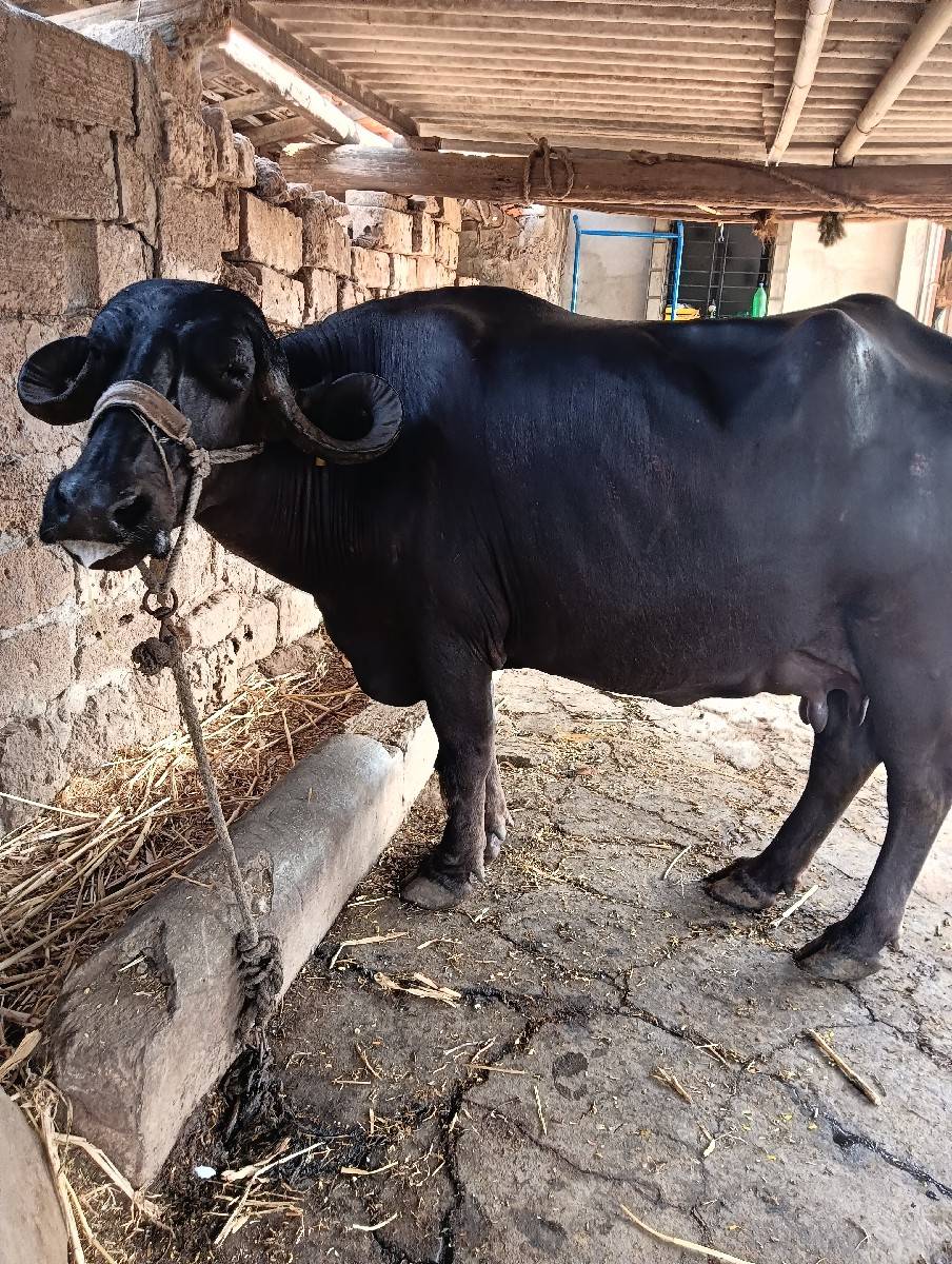 ભેંસ