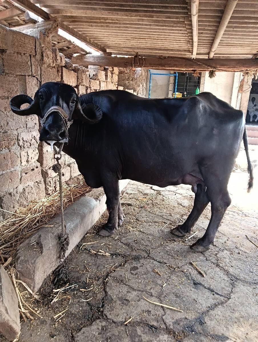ભેંસ