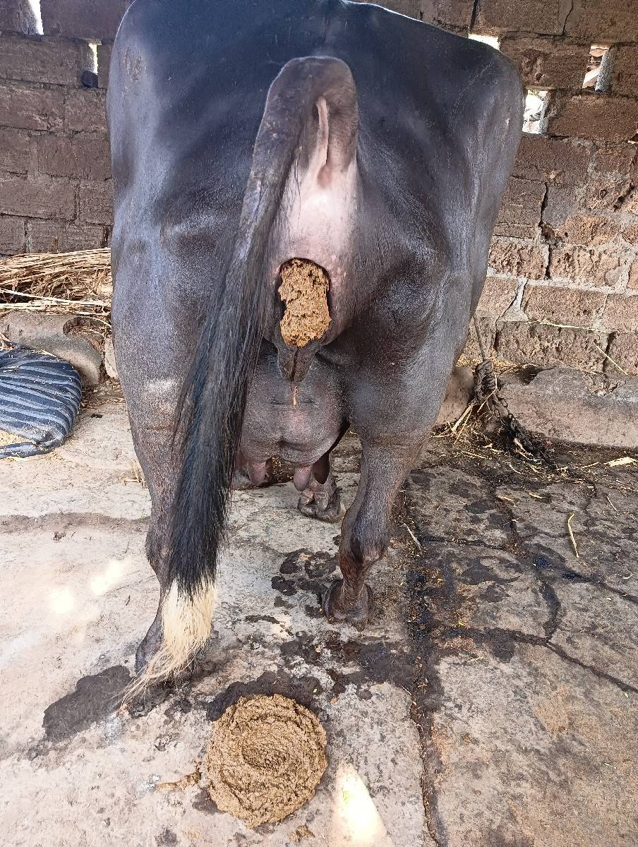 ભેંસ