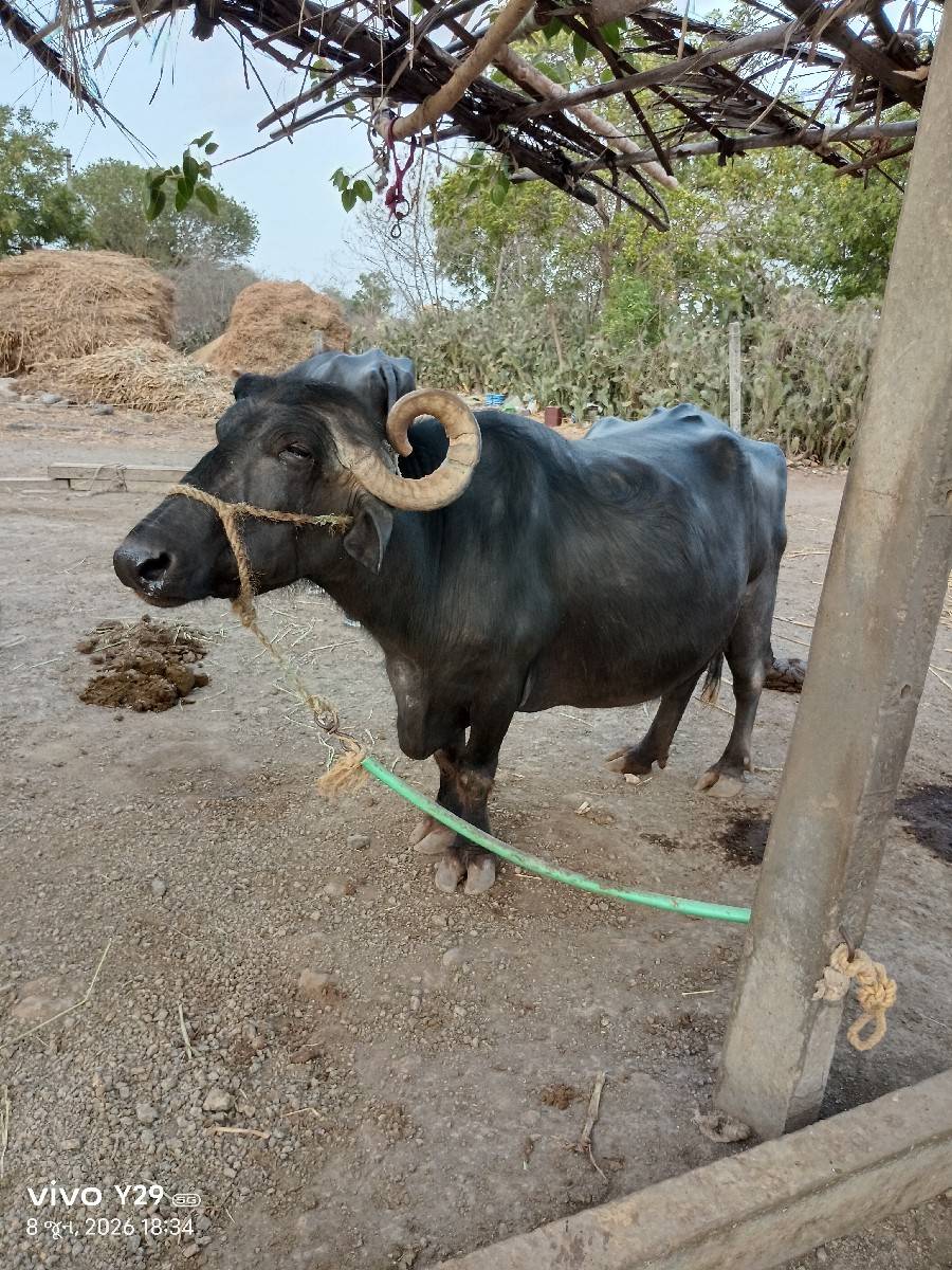 ભેંસ વેચવાની છે