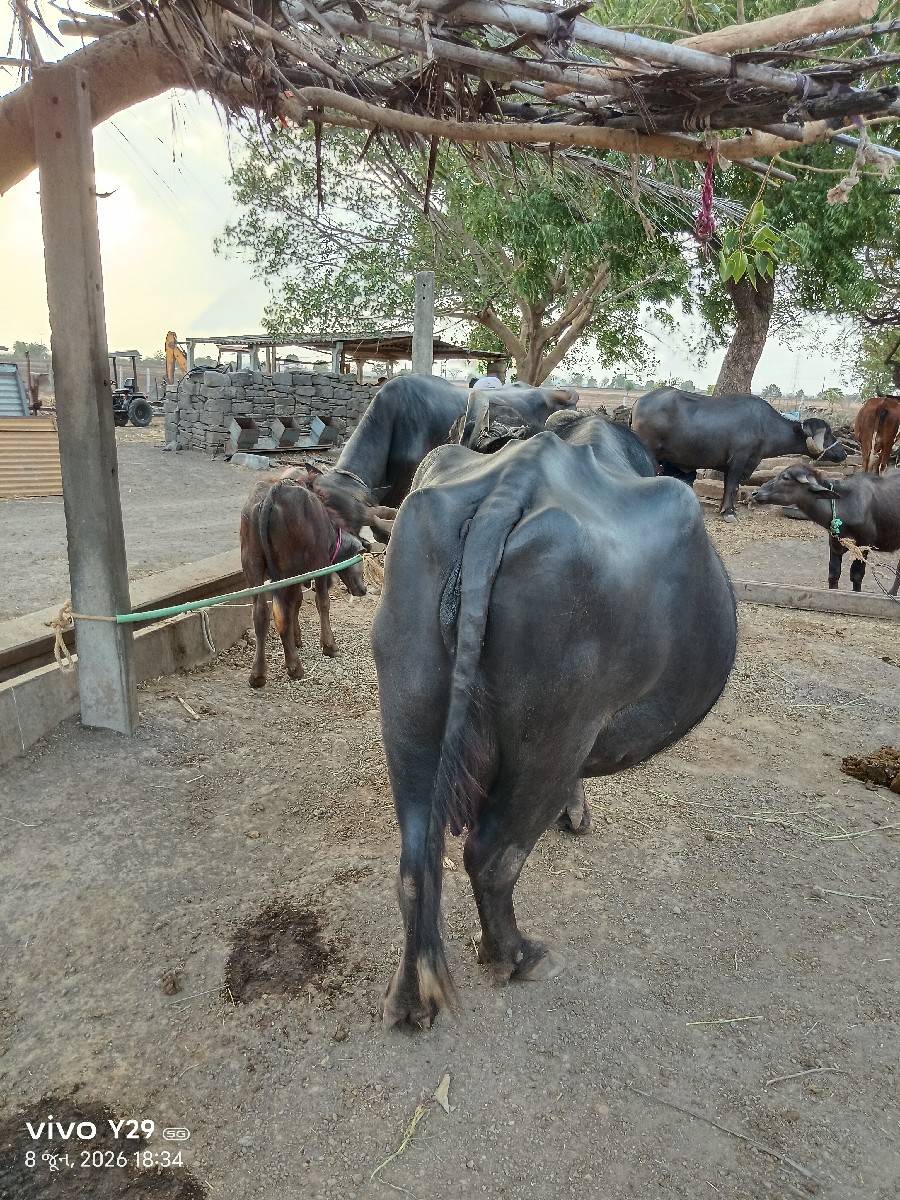 ભેંસ વેચવાની છે