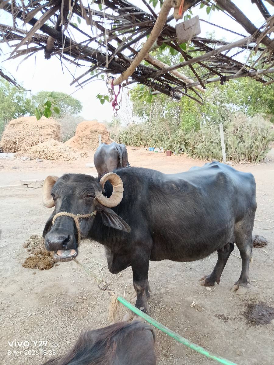 ભેંસ વેચવાની છે