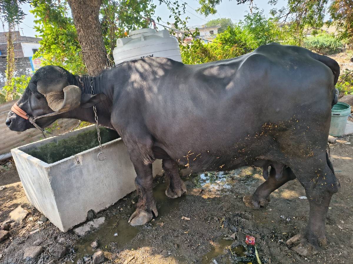 ૩ વેતરની છે ૧૦ દીવસ ની કાચી છે
