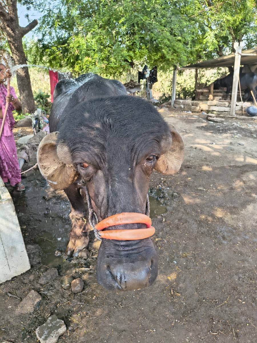 ૩ વેતરની છે ૧૦ દીવસ ની કાચી છે