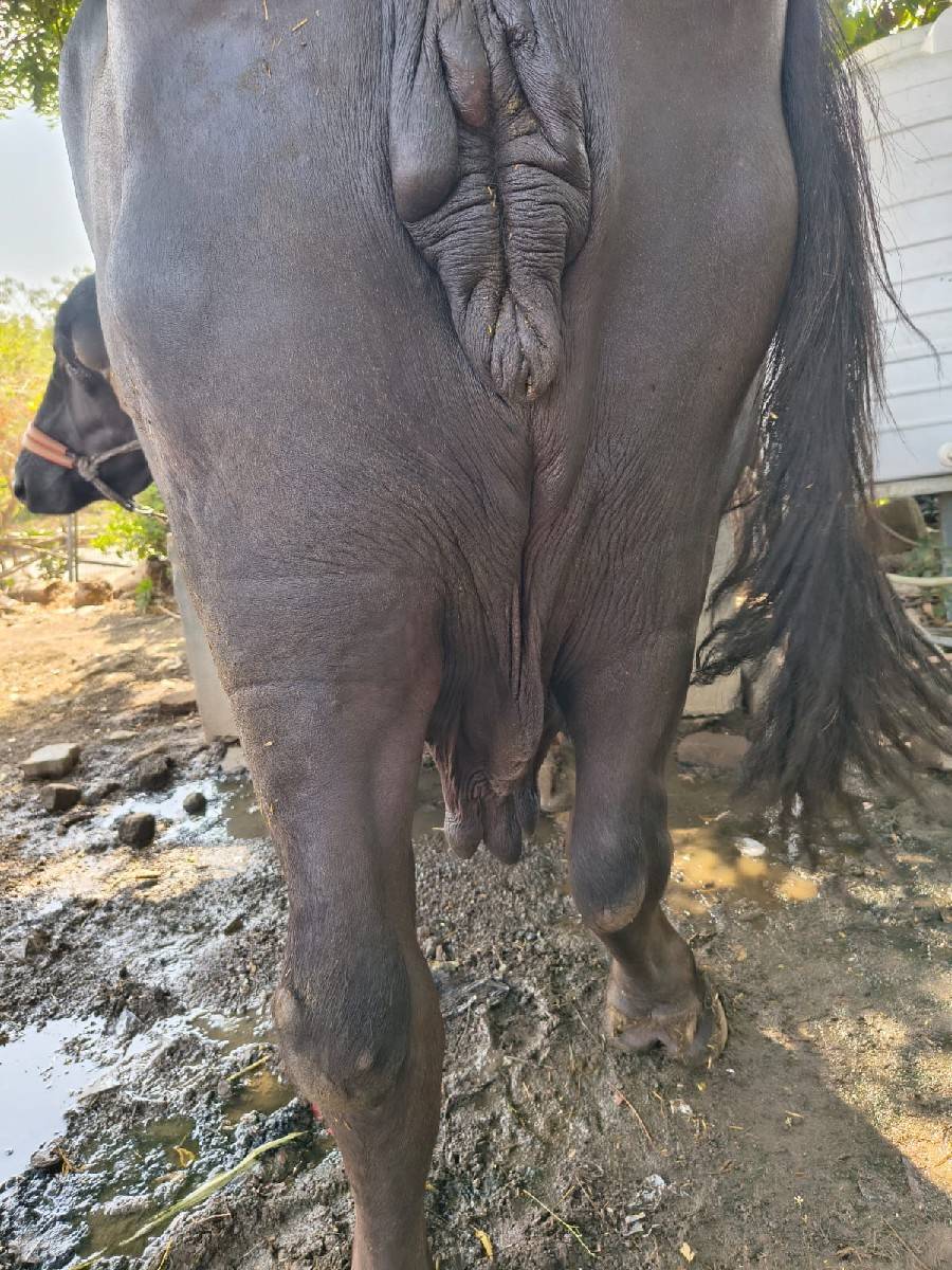 ૩ વેતરની છે ૧૦ દીવસ ની કાચી છે