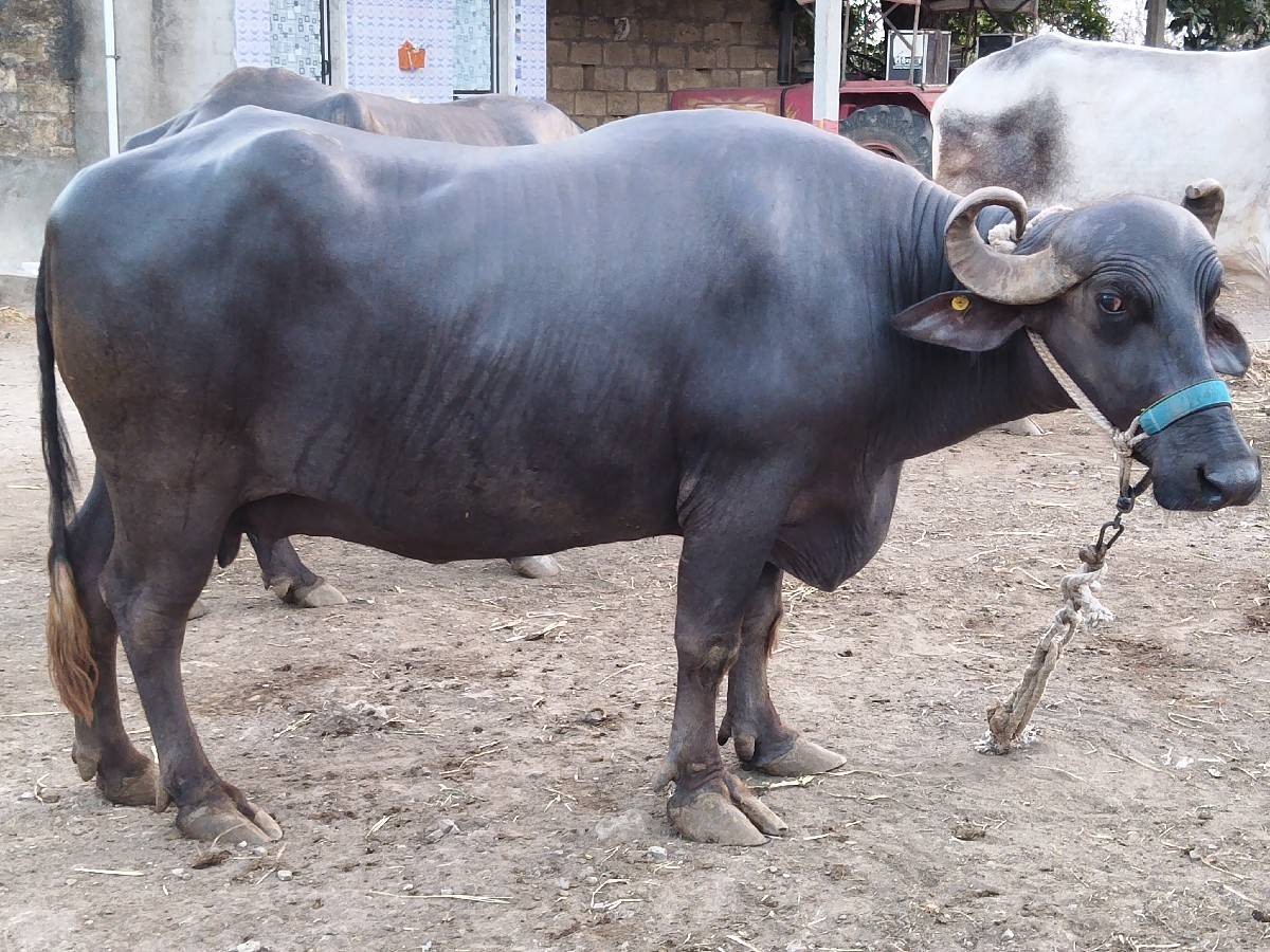 ભેંસ વેચવાની છે