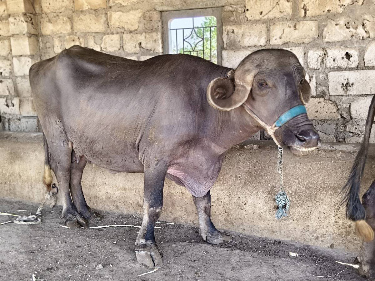ભેંસ વેચવાની છે