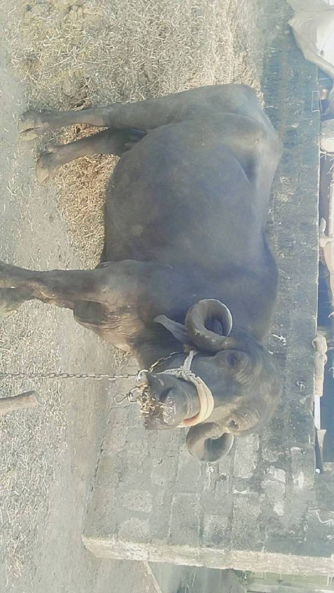 ભેસ