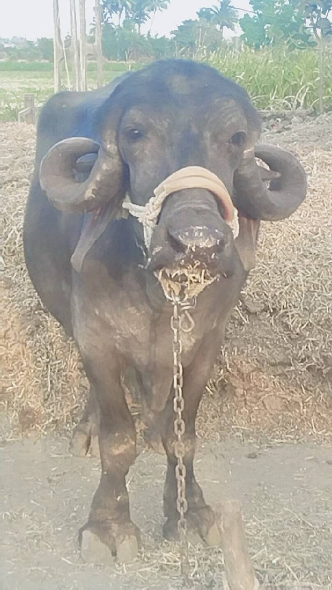 ભેસ