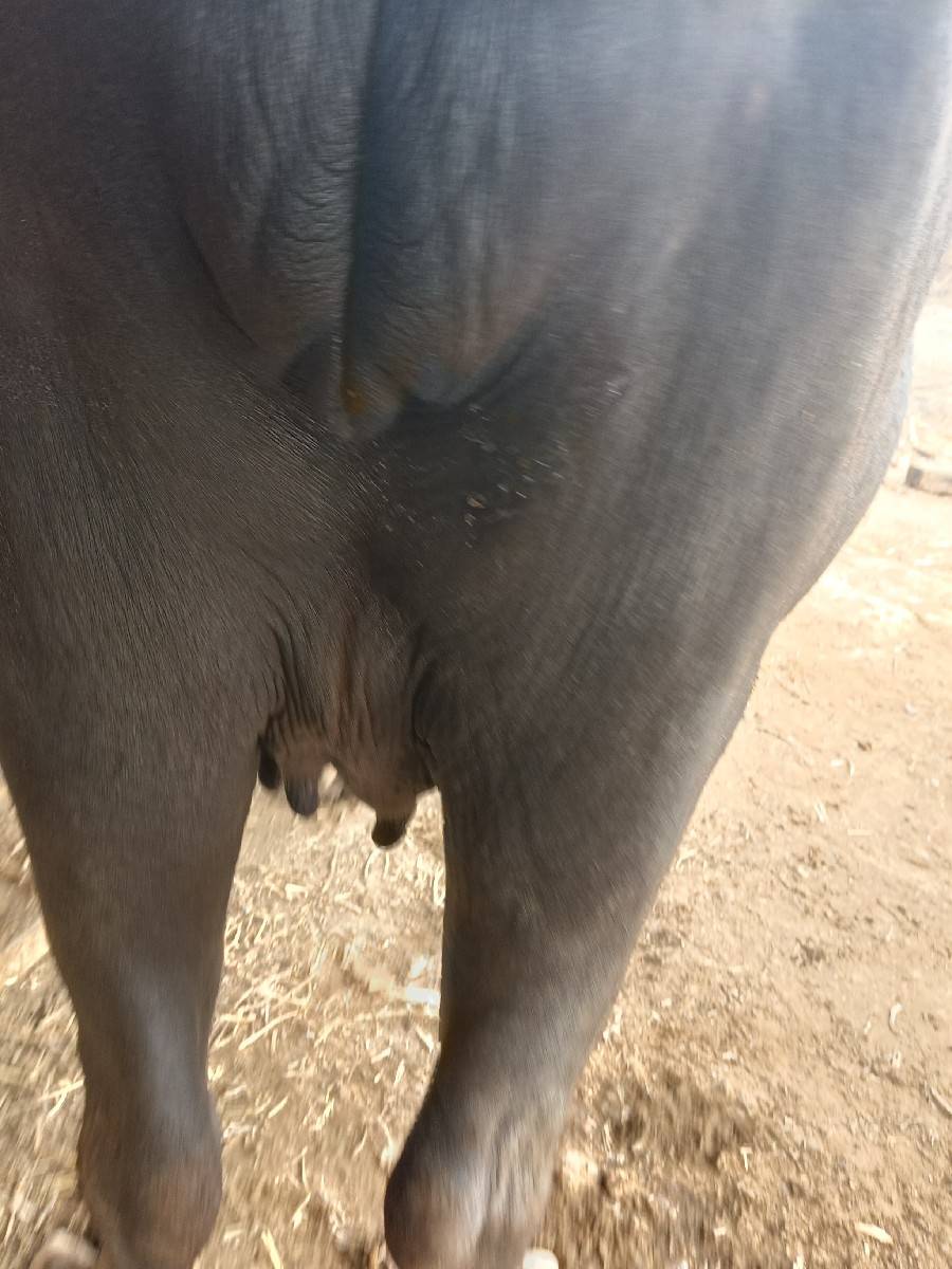 પેલું વેતર છે 25દિવસ ની કાચી છે