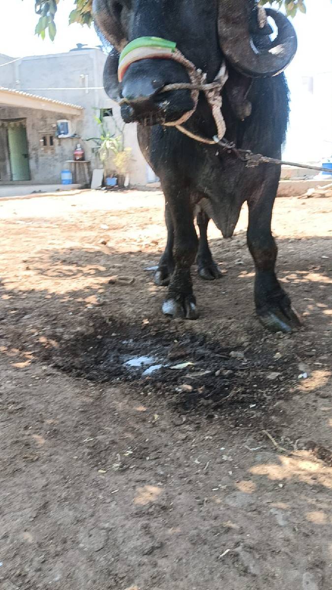 પાડો વેચવાનો છે