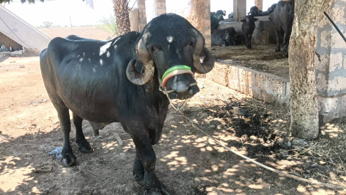 પાડો વેચવાનો છે