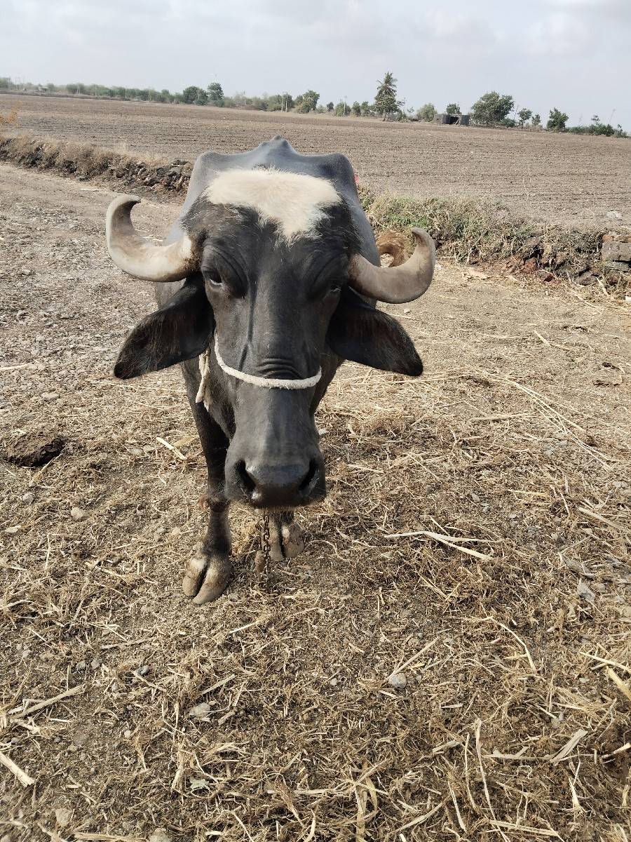 ભેંશ