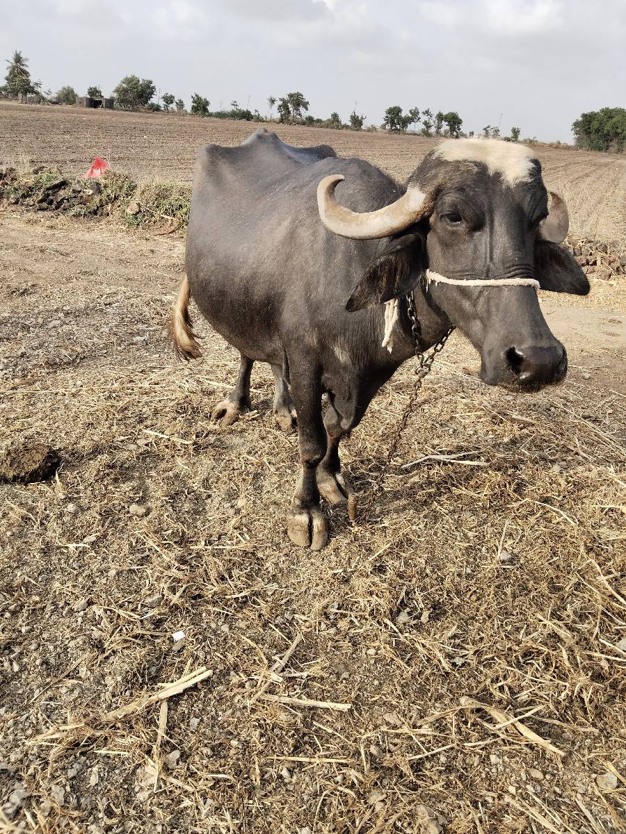 ભેંશ