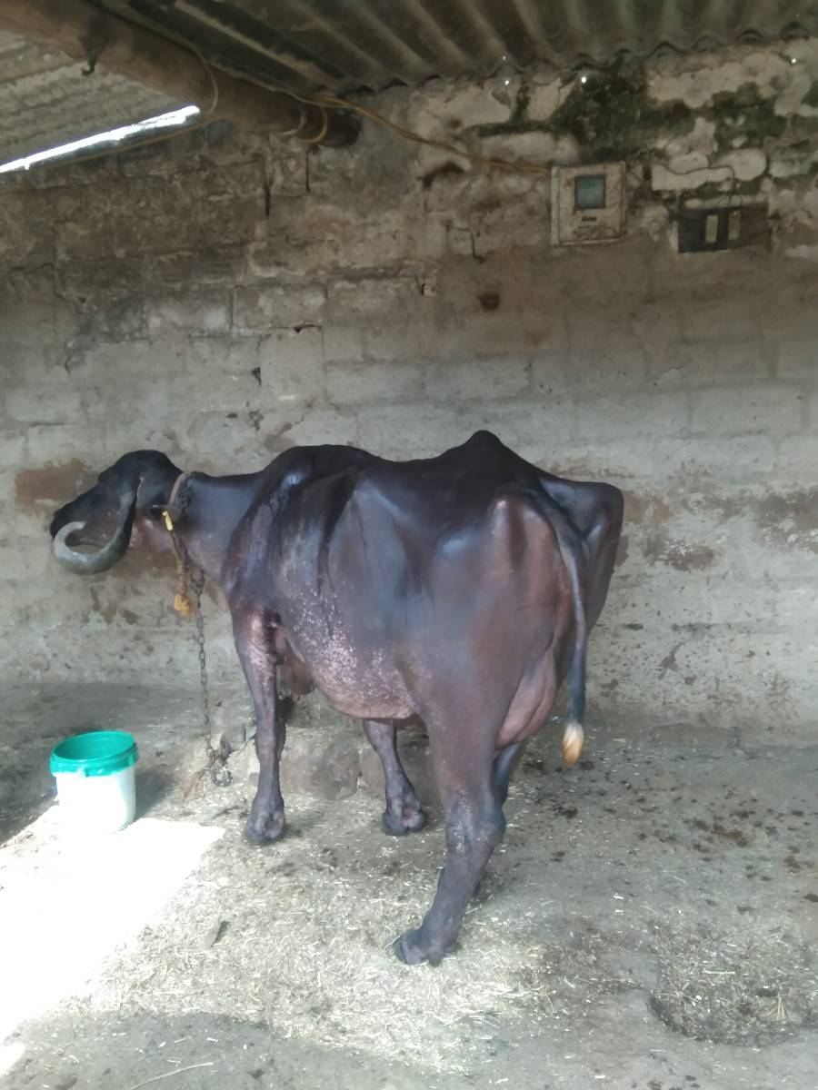 વેશ્વ ની સે