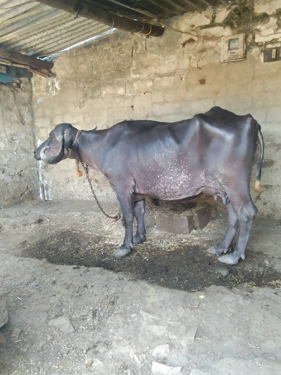 વેશ્વ ની સે