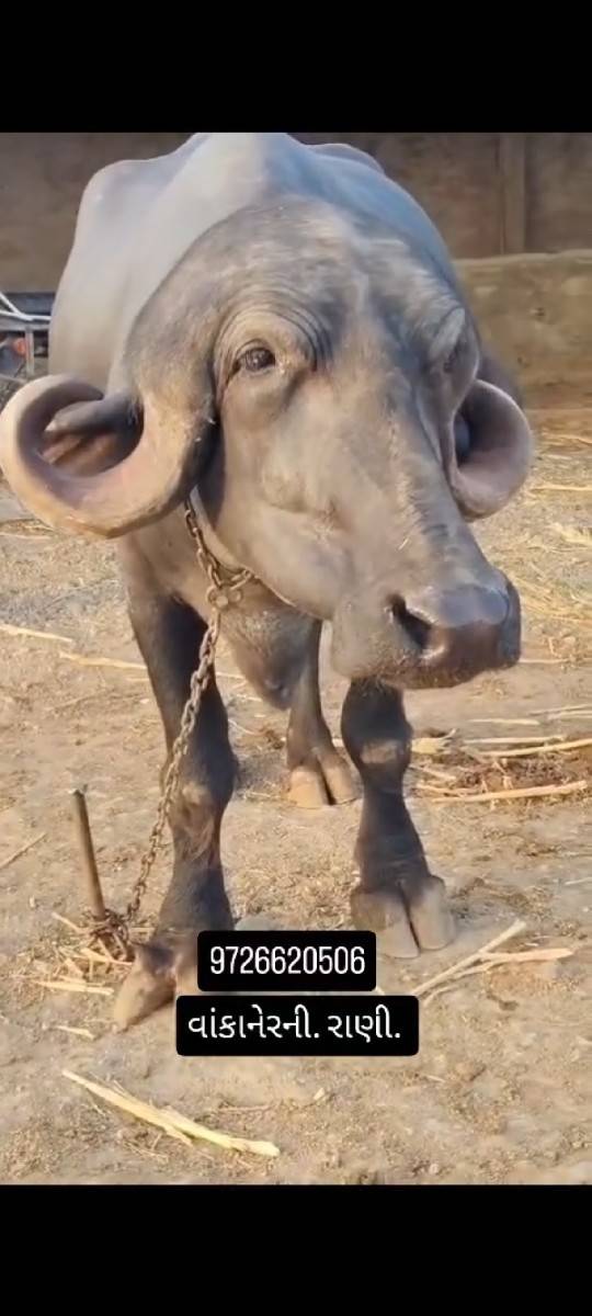 પેલૂવેતર. 8મહીનાગાભ