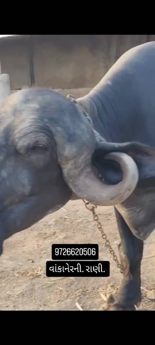 પેલૂવેતર. 8મહીનાગાભ