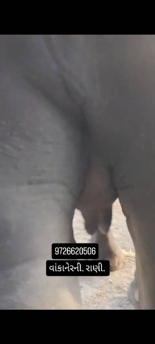 પેલૂવેતર. 8મહીનાગાભ