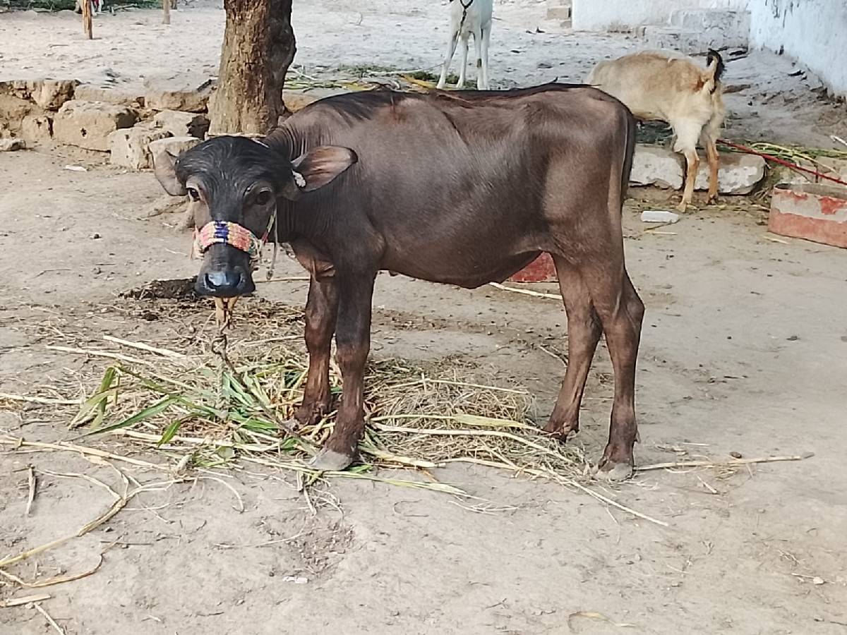 પાડો વેચવાનો છે