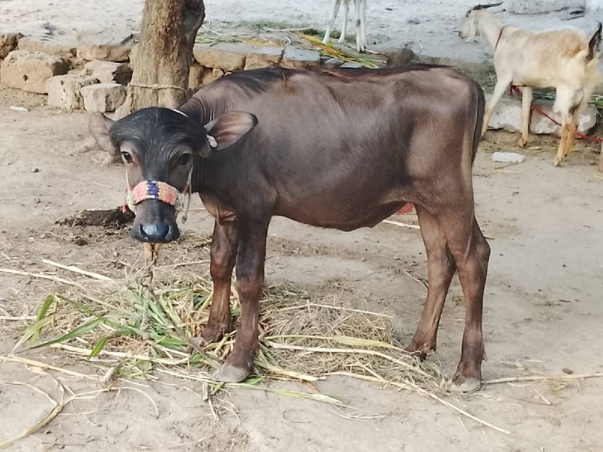 પાડો વેચવાનો છે