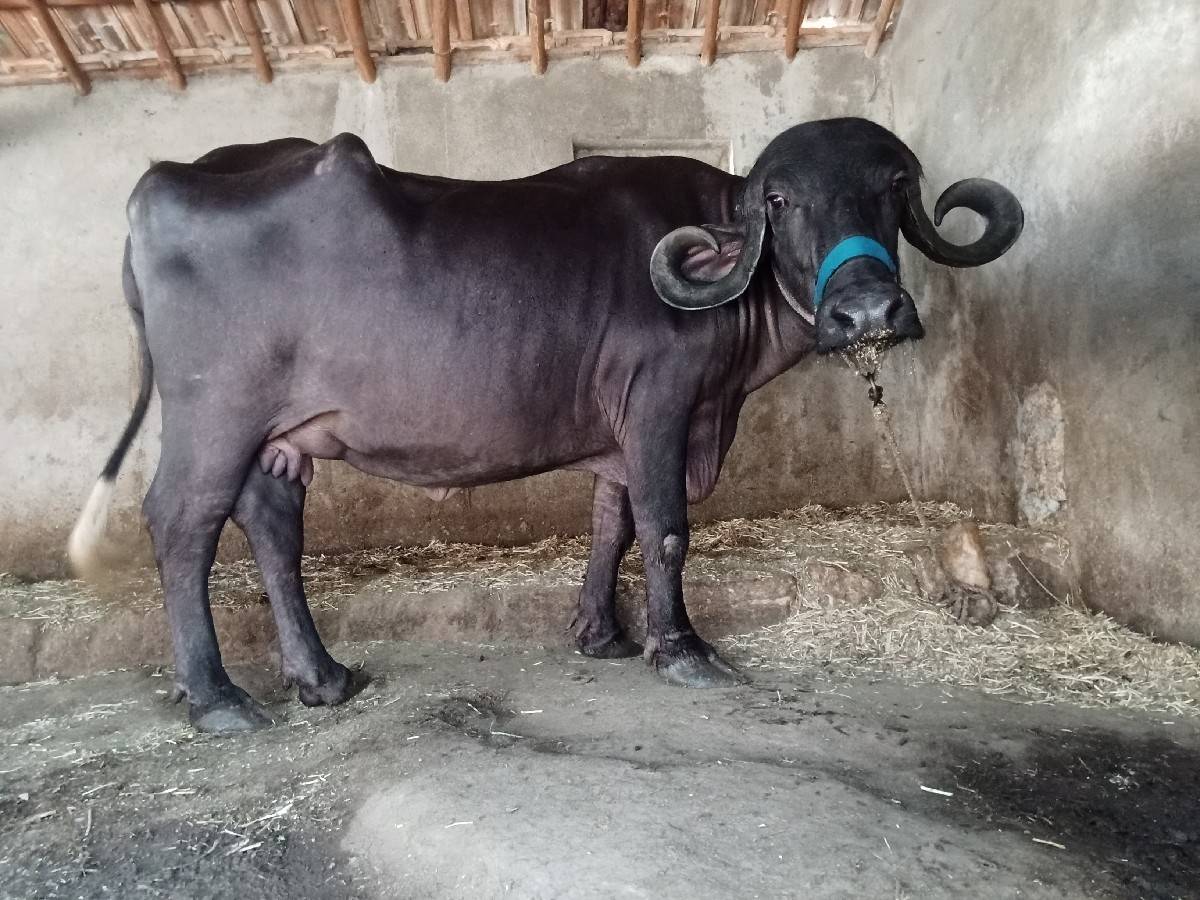 આ ખડાઈ વેચવાની છે સાટા માં સાલછે