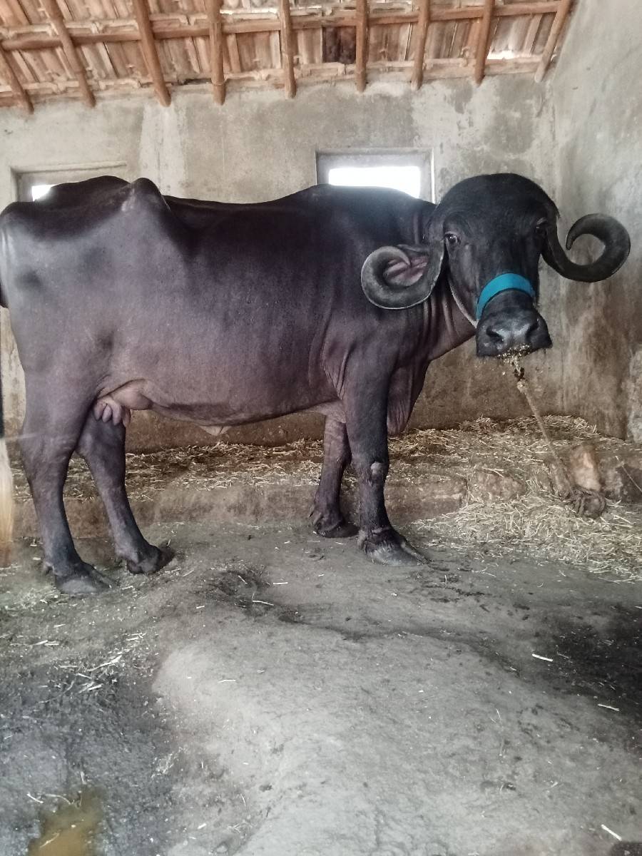 આ ખડાઈ વેચવાની છે સાટા માં સાલછે