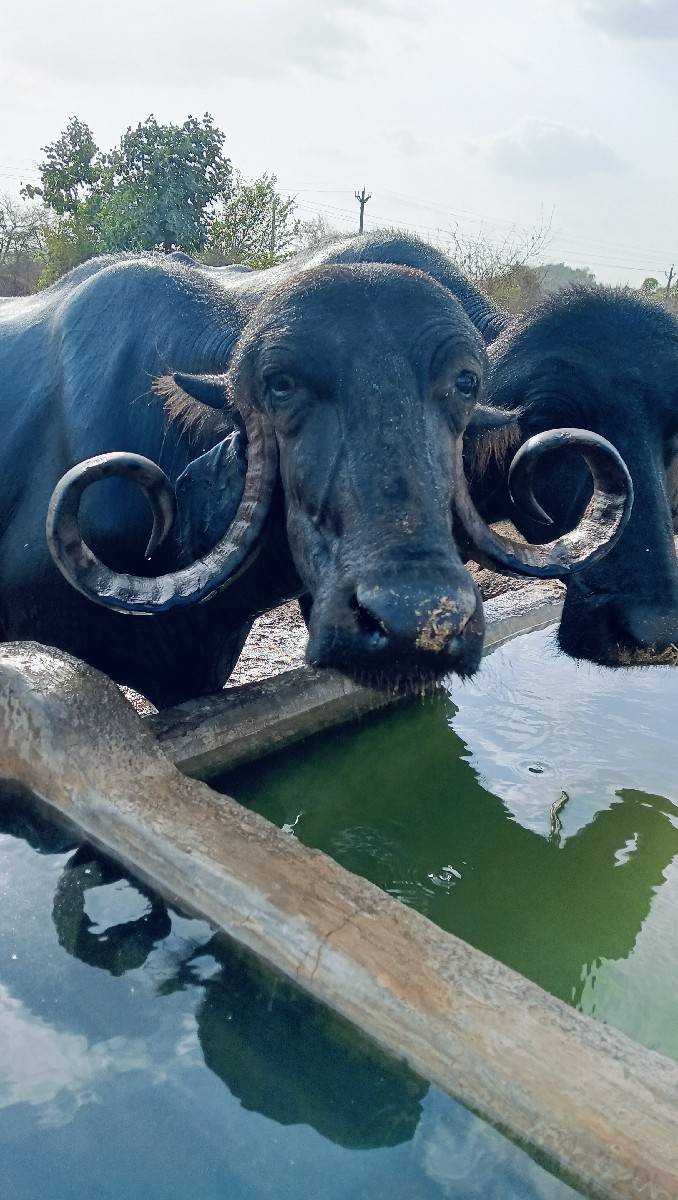 ભેંસ