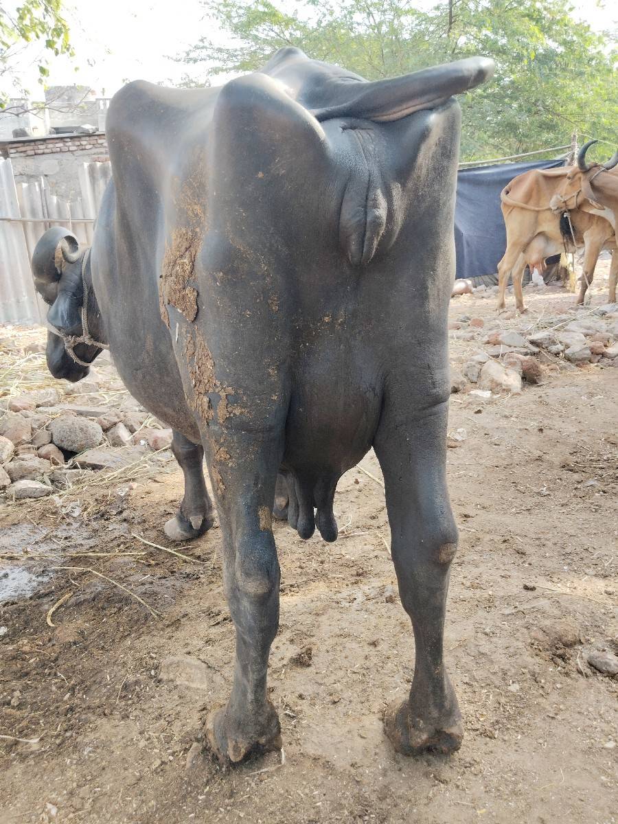 ભેશ વેચવાની