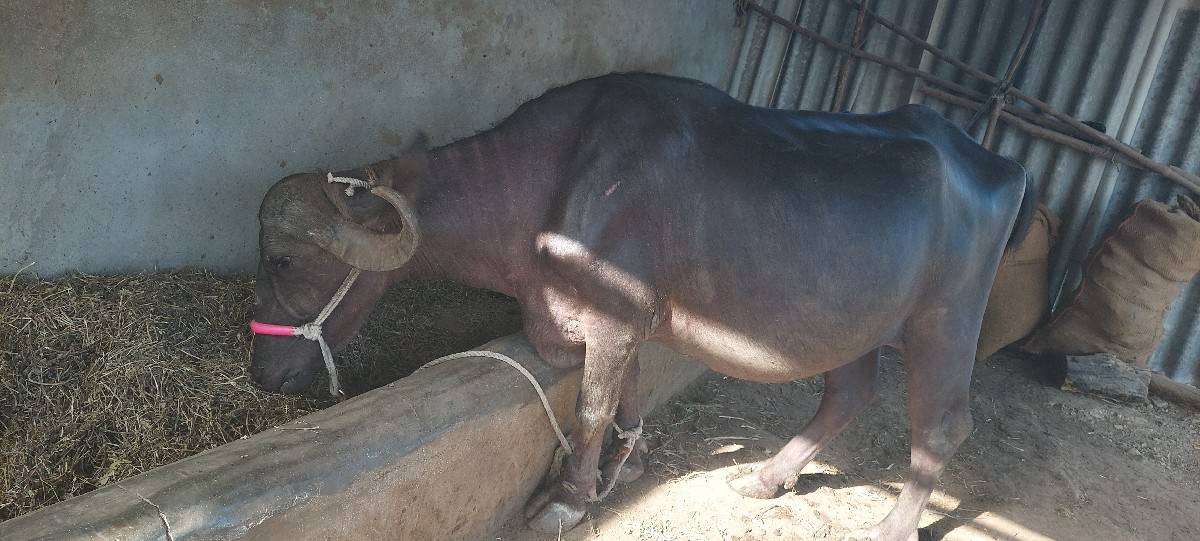 8 mo mhino gahbh pelu vetar